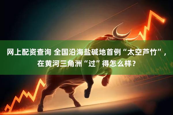 网上配资查询 全国沿海盐碱地首例“太空芦竹”，在黄河三角洲“过”得怎么样？
